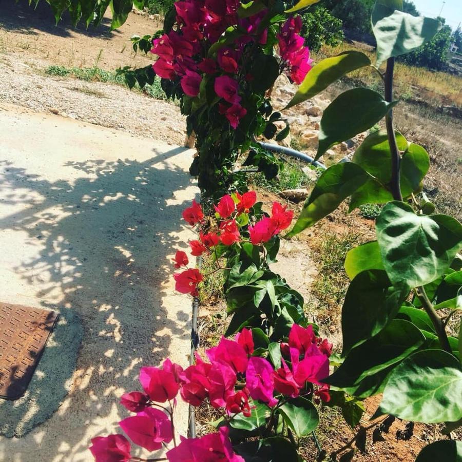 أليستي Stella Marina B&B المظهر الخارجي الصورة
